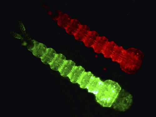 As reported by the Miami New Times, Oxitec’s genetically modified mosquito larvae glow fluorescent green and red so researchers can track them.