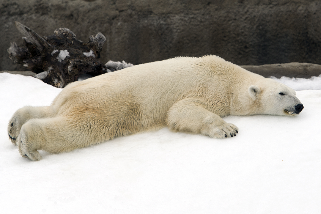 polar bear sunning on the ice